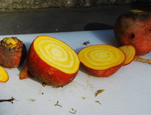 Golden Beets and Fennel